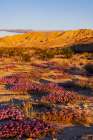 Sand verbena wildflowers in Coachella Valley National Wildlife Refuge near Palm Springs, CA, USA Art Print
